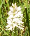 White pyramid orchid white pyramid orchid