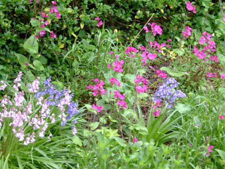 spring flowers