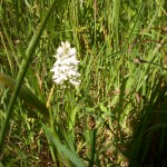pyramid orchid