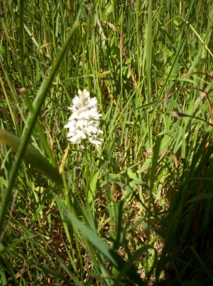 pyramid orchid