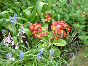 Primulas