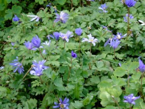 Anemones