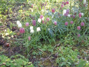 Fritillaries